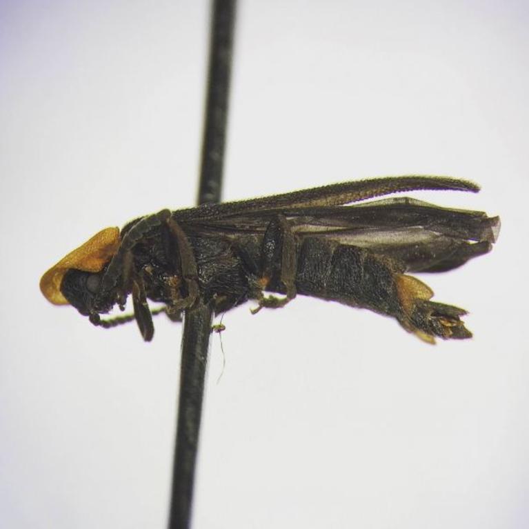firefly specimen