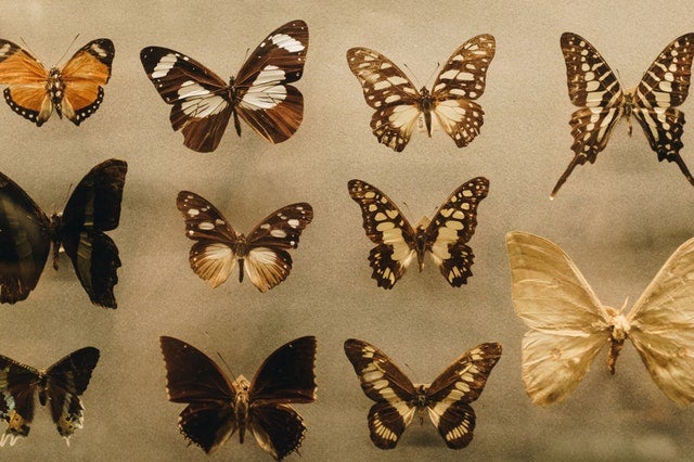 butterfly collection (c) pexels
