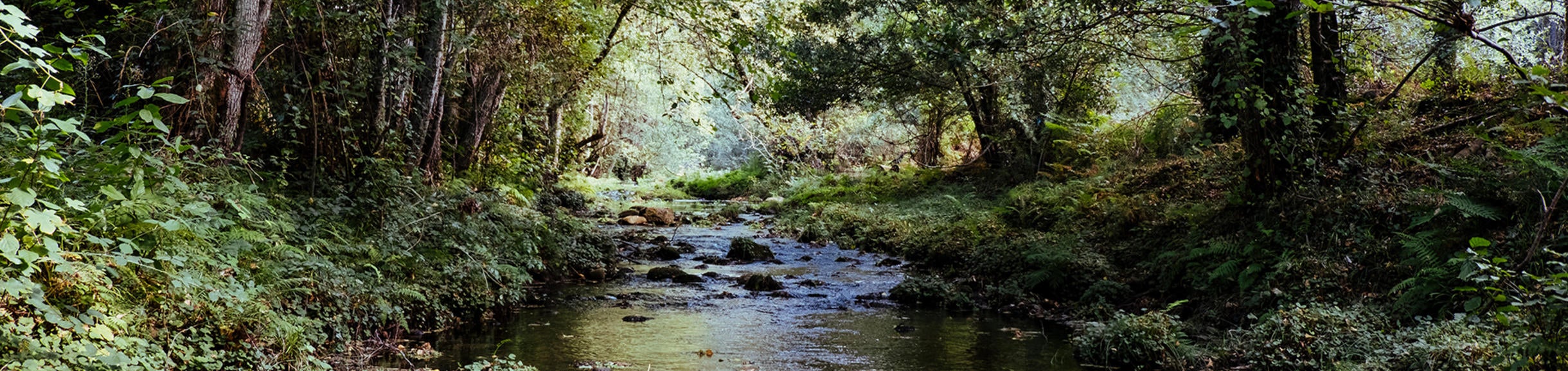 stream in a forest (c) Karim Sakhibgareev