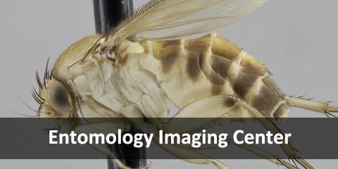 Entomology
