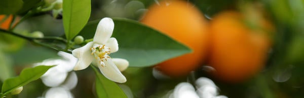 UCR- Stan Lim- Citrus