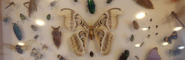 UCR- Stan Lim- Display of Insects