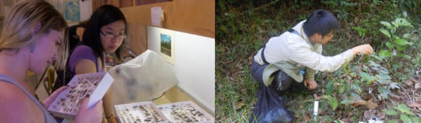 students observing insects in the classroom and in the forest (c) UCR