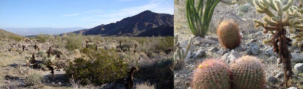 desert, cactus (c) UCR