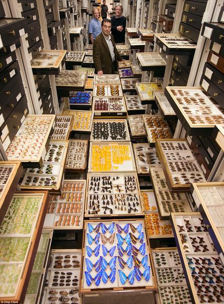 insect collection