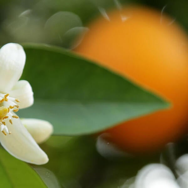 orange and blossom closeup on a citrus tree (c) UCR/Stan Lim