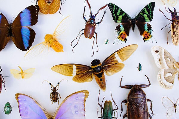 insect collection (c) UCR / CNAS