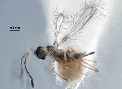 parasitoid wasp