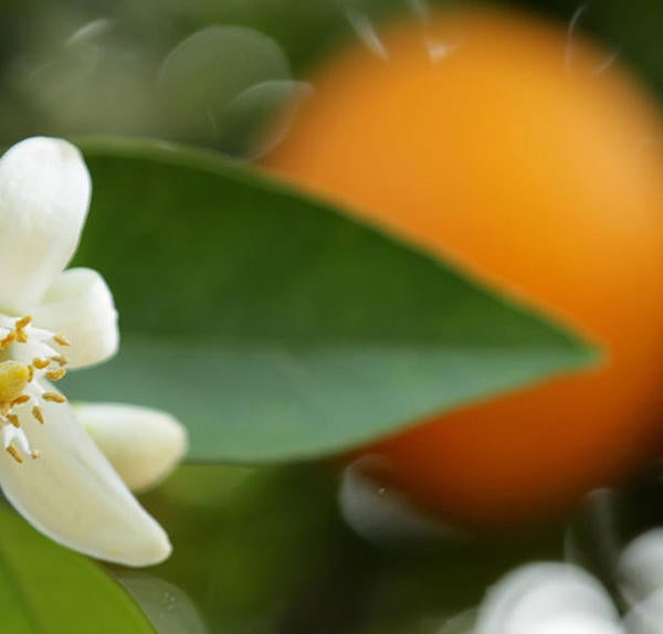Citrus blossom and fruit (c) UCR/Stan Lim