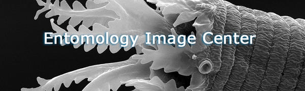 nematode (c) UCR/CNAS