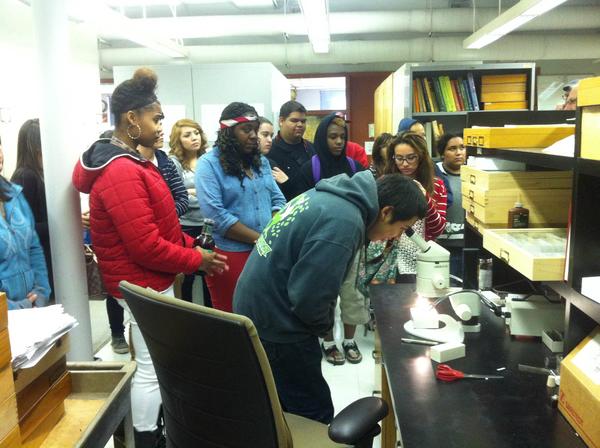 Students looking at insect collections (c) UCR/CNAS