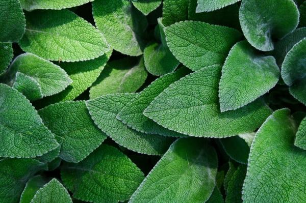 leaves (c) pexels