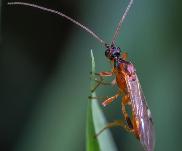 insect on leaf (c) pexels