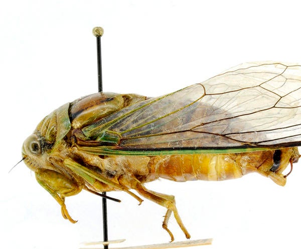 insect specimen (c) biogeodb.stri.si.edu