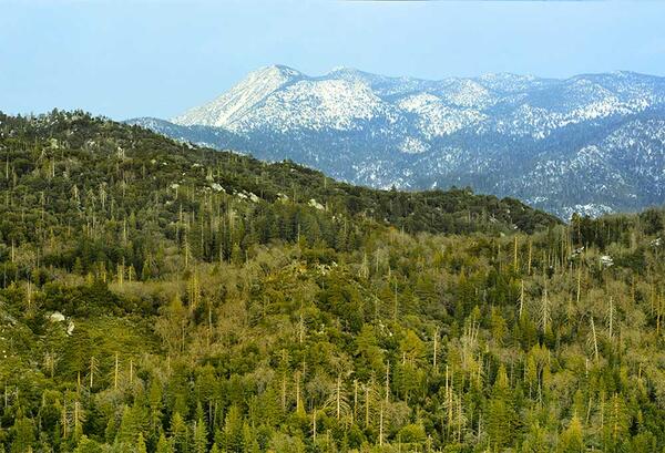 snowy mountain and pines