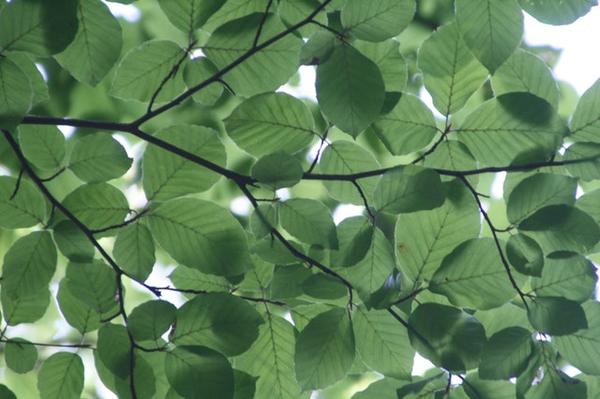 leaves (c) pexels