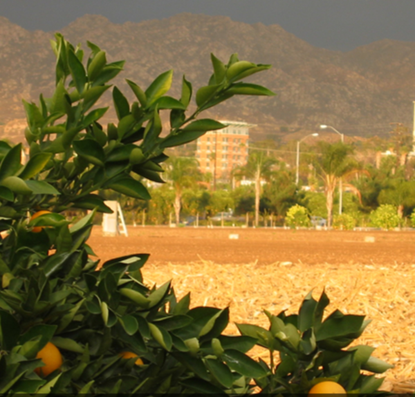 Citrus Variety