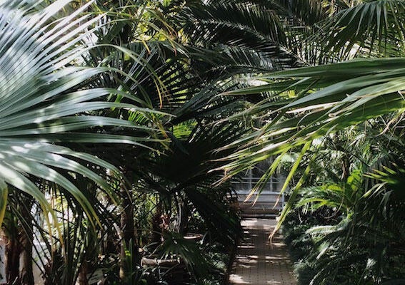 tropical plants (c) unsplash