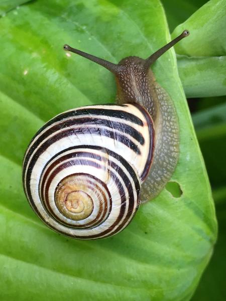 snail on leaf (c) pexels