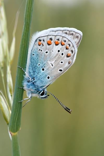 butterfly on plant (c) pexels