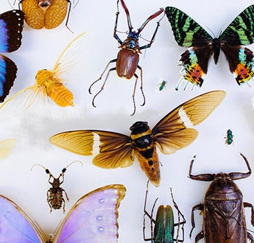 insect collection (c) UCR/CNAS