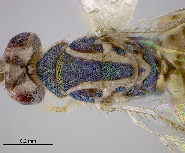 wasp specimen (c) J. Heraty/UCR